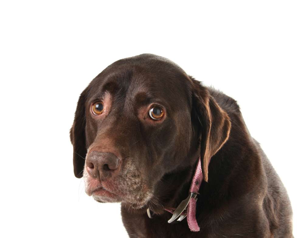 senior dog looking sad
