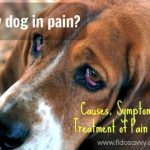 Is My Dog In Pain?