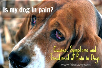 what to give dogs for pain and swelling