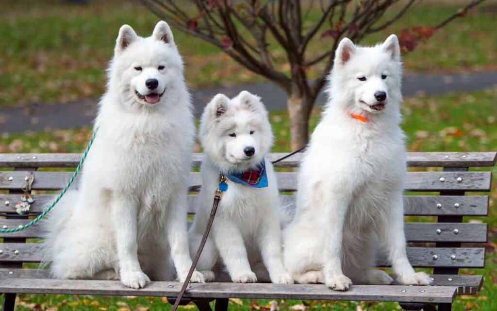 white samoyed family on bench