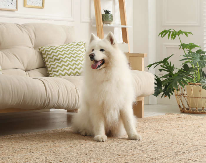 beautiful white Samoyed dog in classy living room by the couch