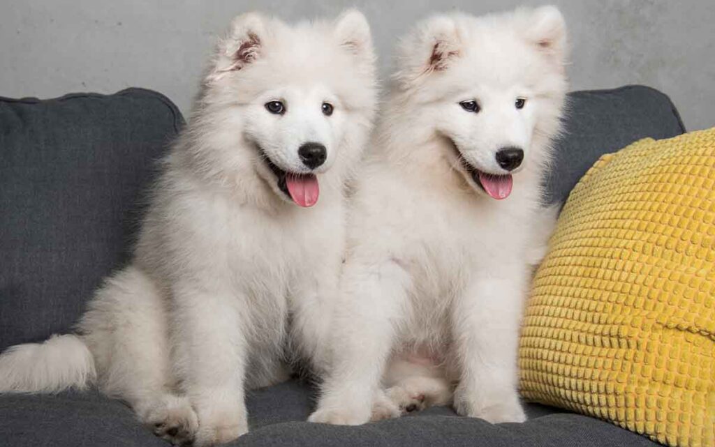 two samoyed puppies