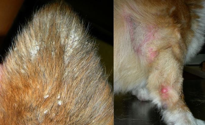 scabs and hair loss from sarcoptic mange