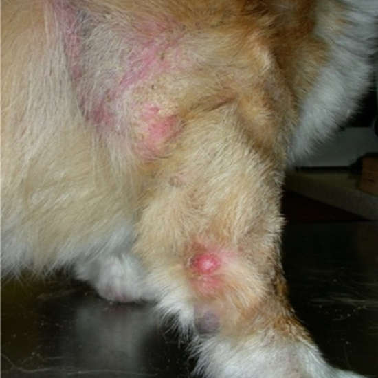 Scabs, red skin and hairloss as a result of sarcoptic mange