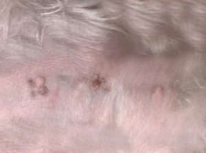 black scabs on a dog's nipples