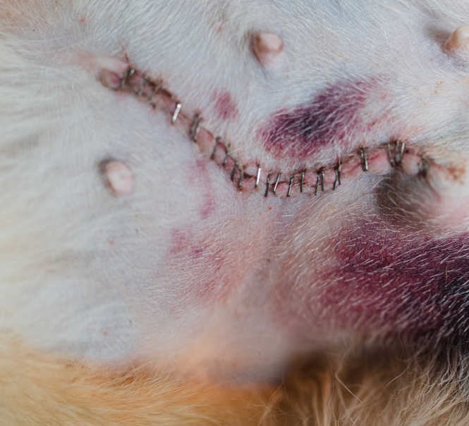 normal amount of scabbing around incision site on a dog