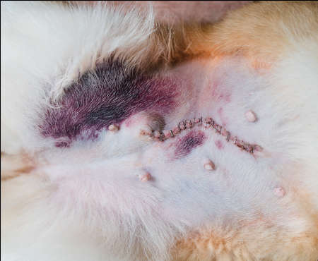 incision after neuter surgery with significant bruising