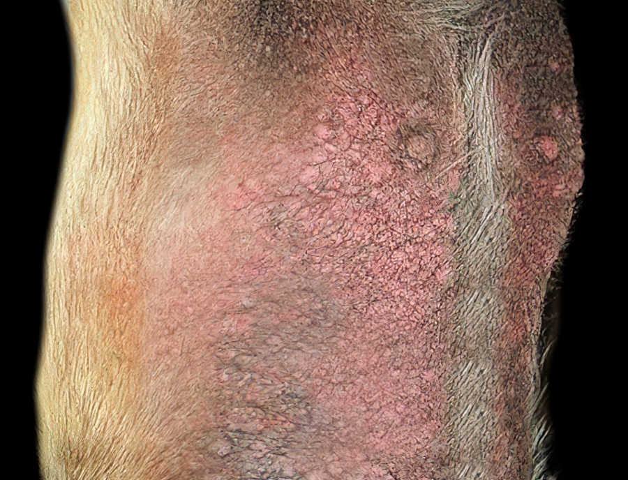 redness of scabies on dog's belly