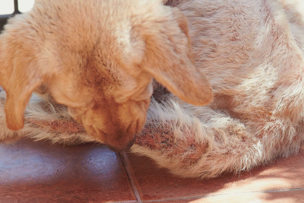 dog itching and going after its tail