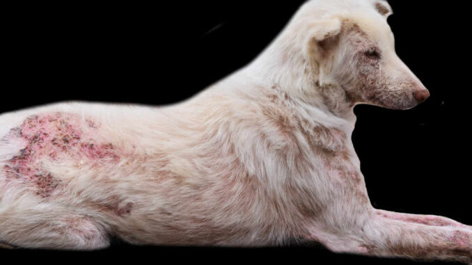 scabies on a dog