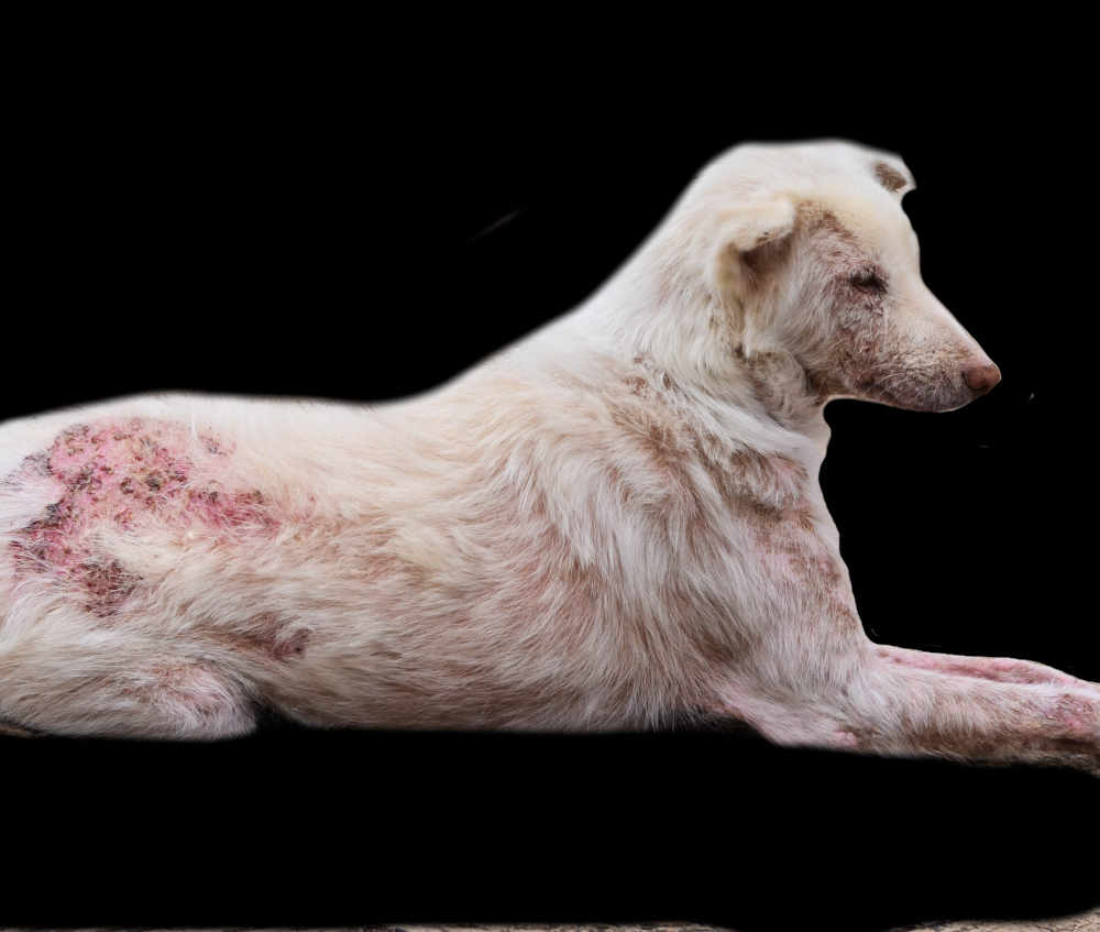 dog with scabies all over his body