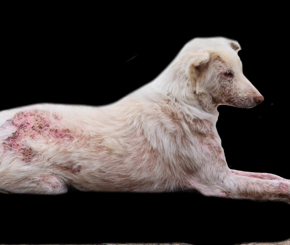 scabies on a dog