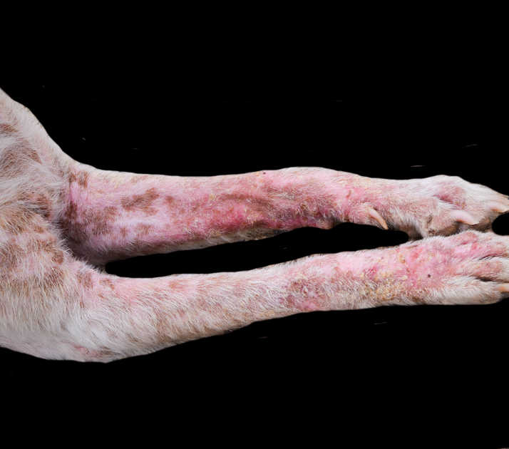 dog scabies on legs