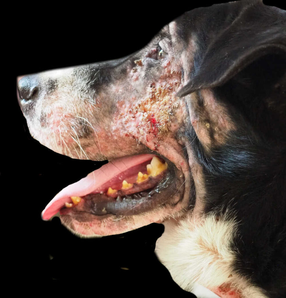 how do i treat my dog for scabies