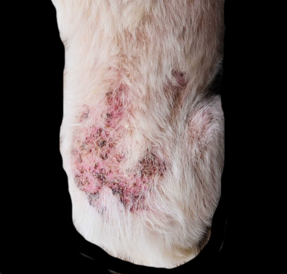 scabies on a dog's back showing hairloss