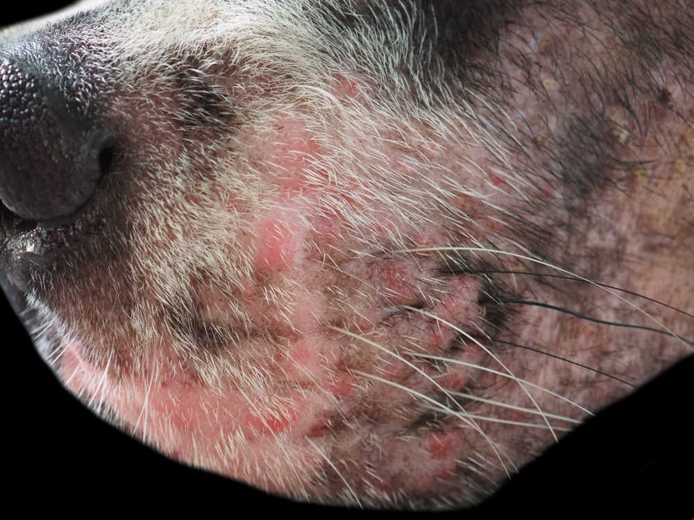 scabies on a dog's mouth and nose