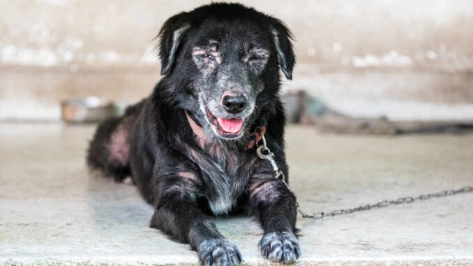 old black dog with scabies