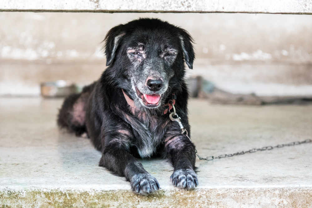 senior dog with scabies laying on the floor panting