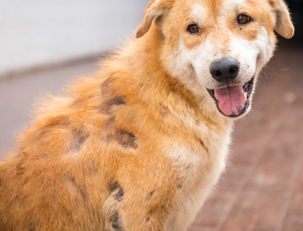 scabies and hairloss on dog