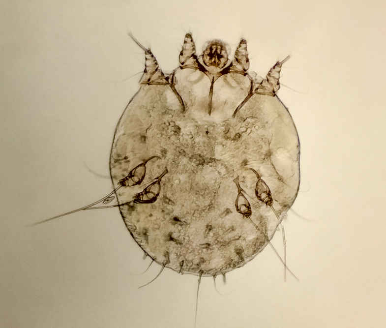 microscopic view of sarcoptes scabiei which cause sarcoptic mange