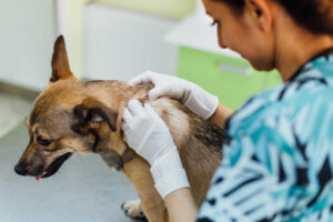 Crusty Scabs on Dogs: Top Causes and What To Do [Vet Advice]