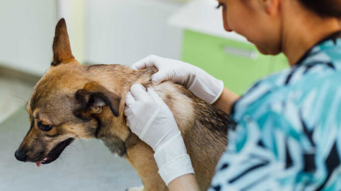 vet looking at scabs on dog