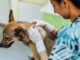 vet looking at scabs on dog