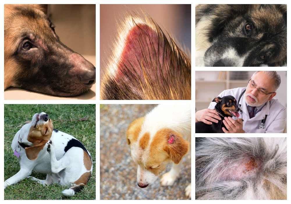 pictures of scabs on dog's head