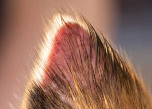 How long does it take for a scab to heal on a dog?