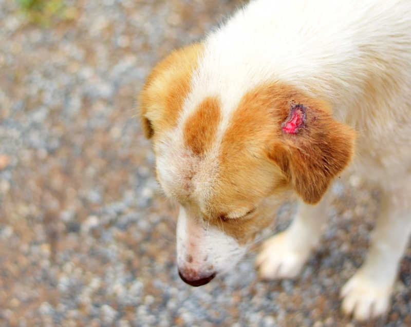 wound scabs on dog's ear