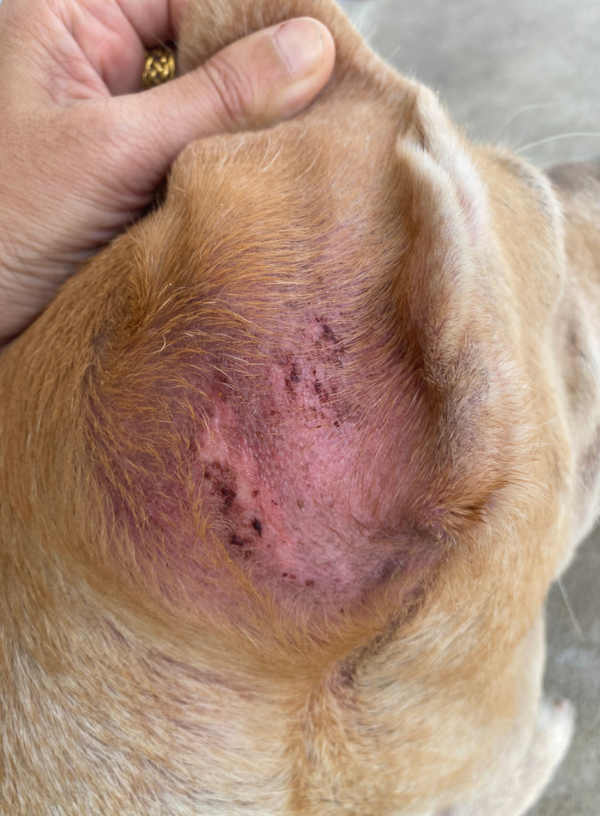red ear on dog due to scratching