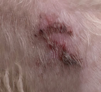 black scabs on a dog's skin as a result of an infection