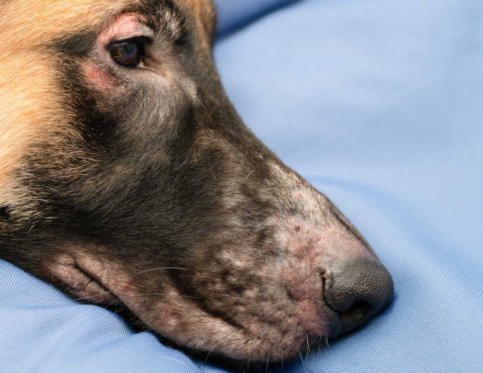 my-dog-suddenly-has-a-black-scab-like-lesion-lump-on-his-snout-above