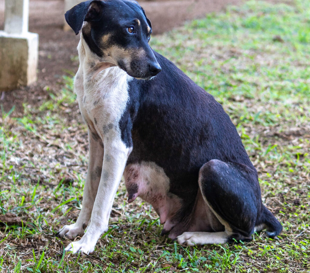 nursing dog with black scabs and skin around nipples