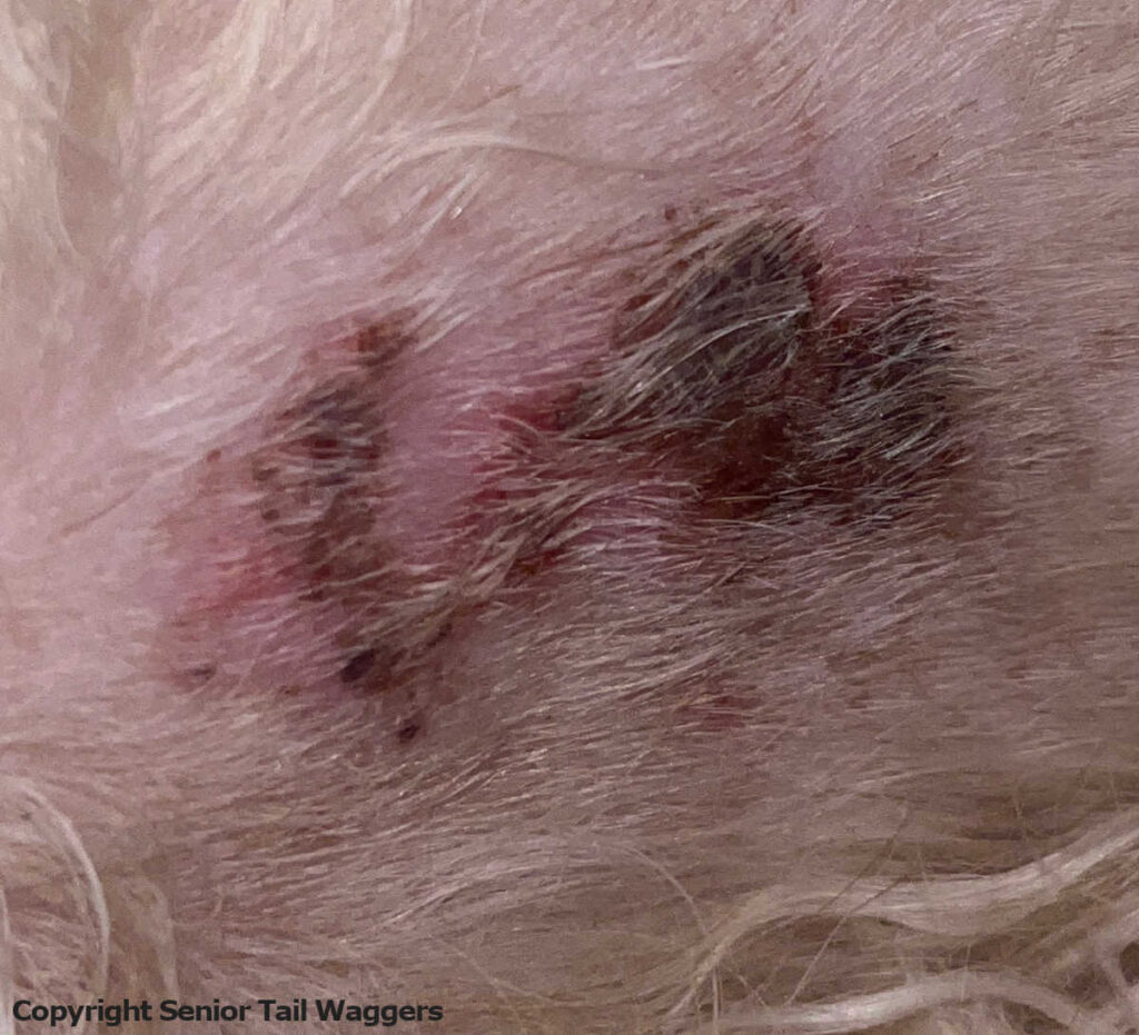 scabs due to a possible skin infection in a dog