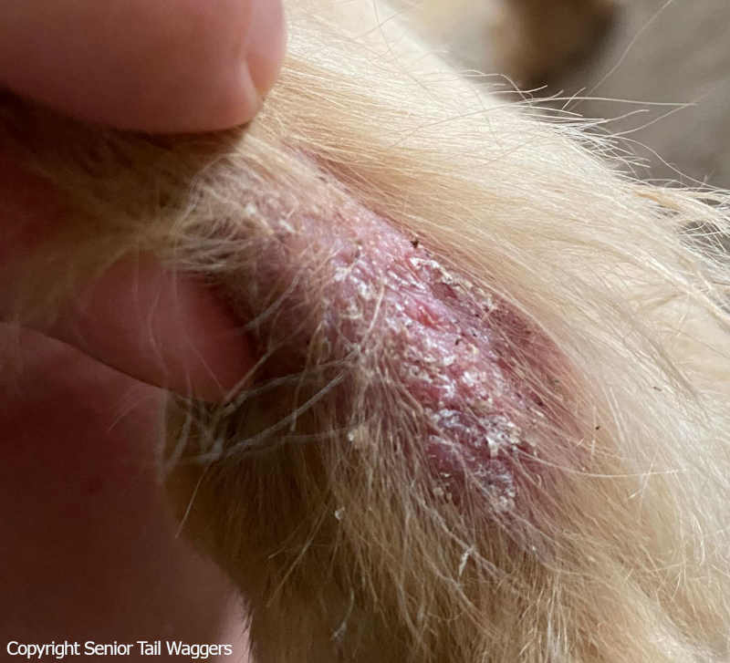 bacterial infection causing redness, scabs and flakes on a dog's skin (Paw)