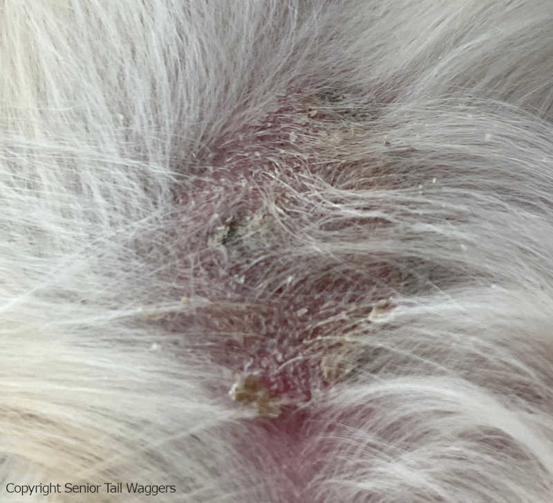 crusty and flaky scabs on dog due to infections