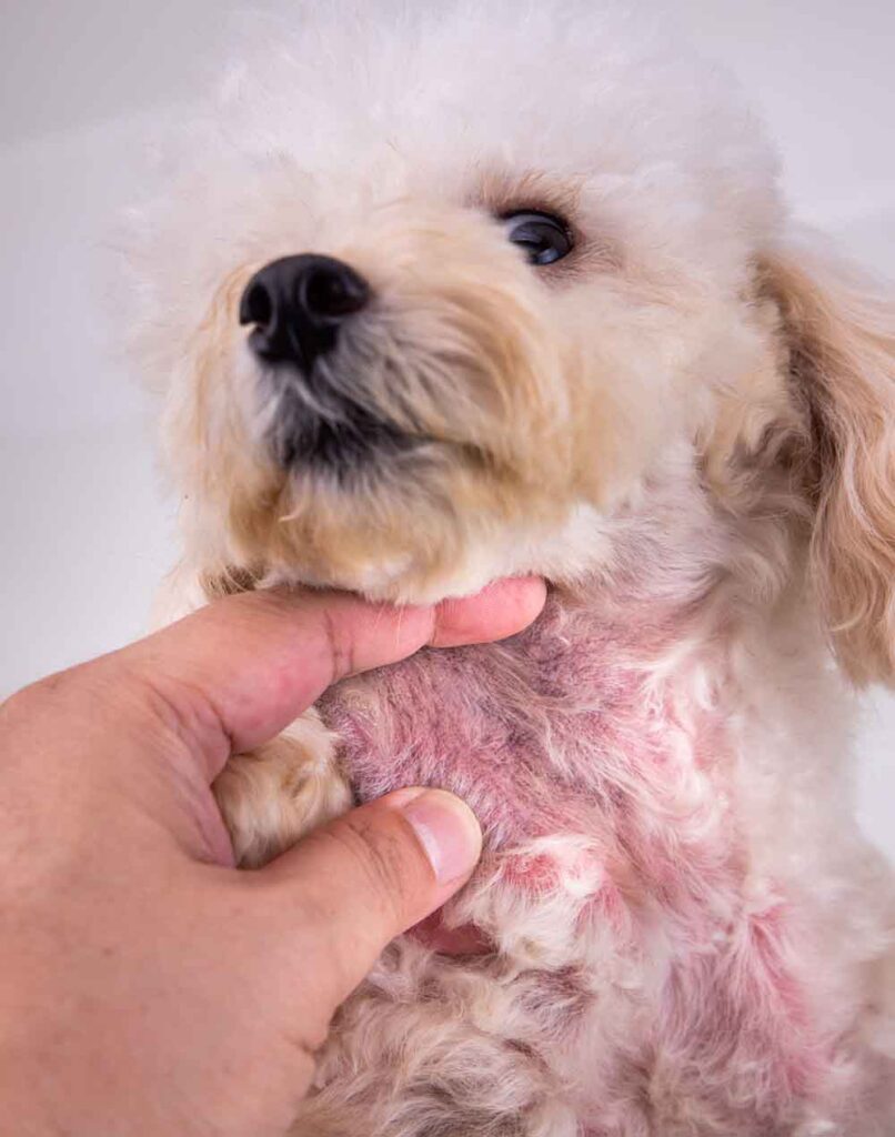 how do you treat flea scabs on dogs