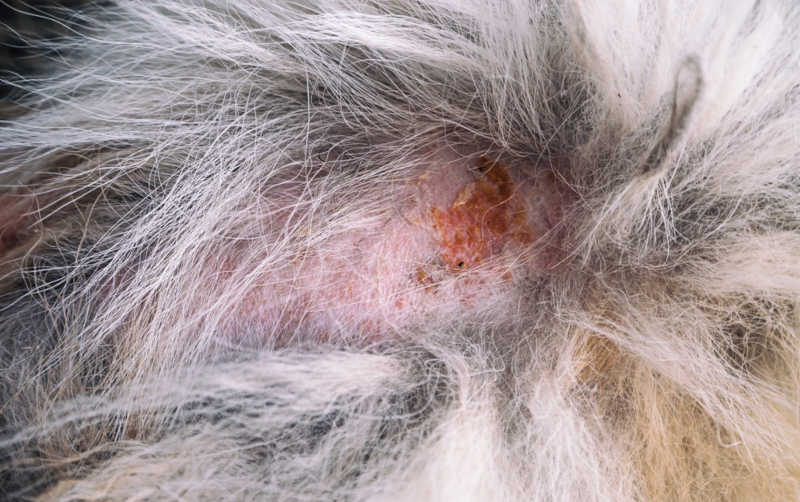 scabs and hair loss