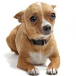 Senior Dog Anxiety: What Causes It, and What You Can Do to Help
