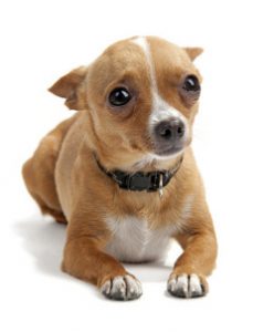 Senior Dog Anxiety: What Causes It, and What You Can Do to Help