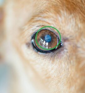9 Types of Spots on Dog Eyes [With Pictures & Vet Advice]