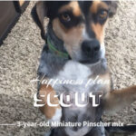Happiness Plan for Scout