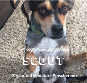 Happiness Plan for Scout