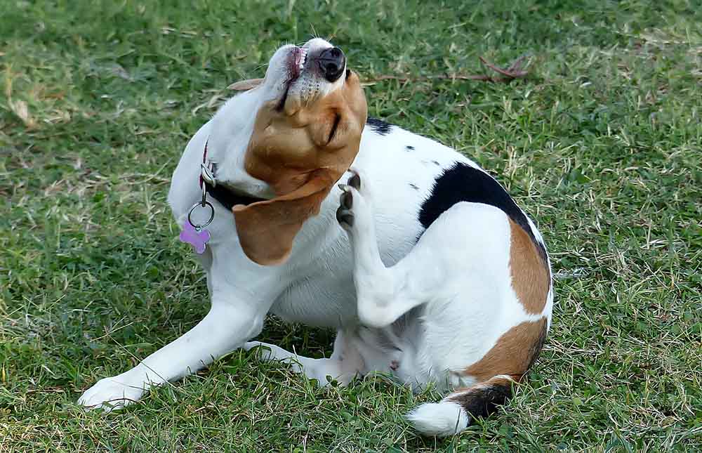 dog scratching ear in park