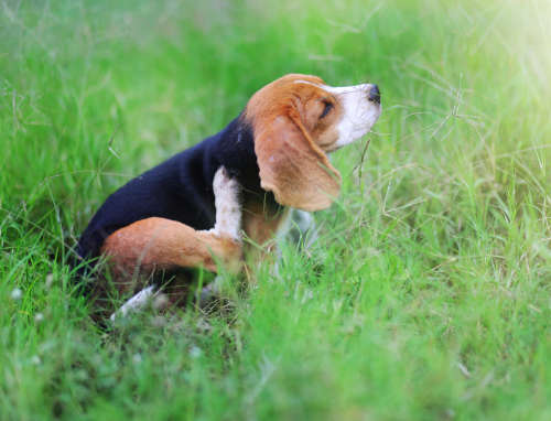 many dogs have allergies to grass which will result in symptoms such as scratching