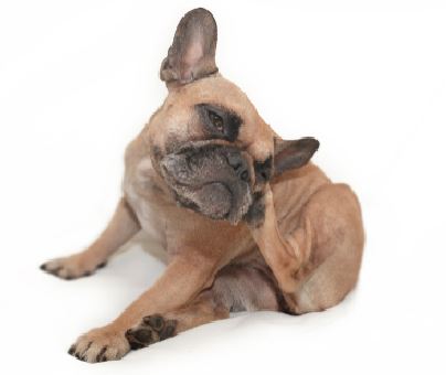 brown french bulldog scratching on white background