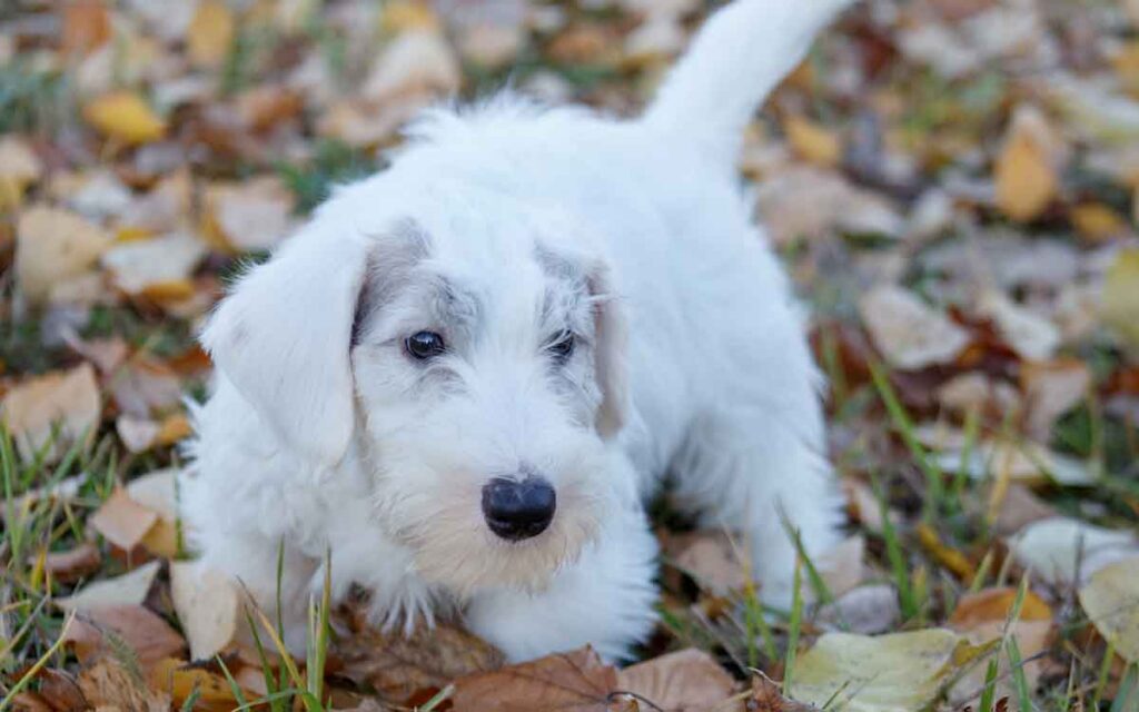 sealyham terrier playing outdoors