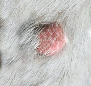 Dog Skin Tags: 10 Pictures + Veterinarian Advice