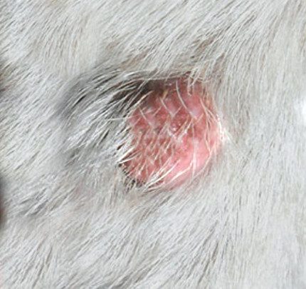 11 Types of HARD Lumps on Dogs [With Pictures]